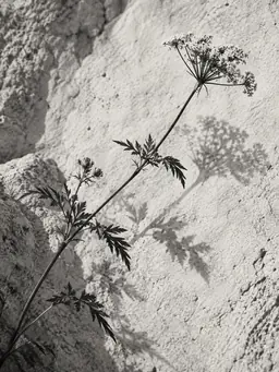 Botanical shadows falling across a textured wall